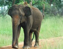 Sri Lanka, Sdasien-Expeditionen: Wolkenmdchen, Hochland und Dschungel - Ein Elefant